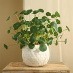 artificial plants