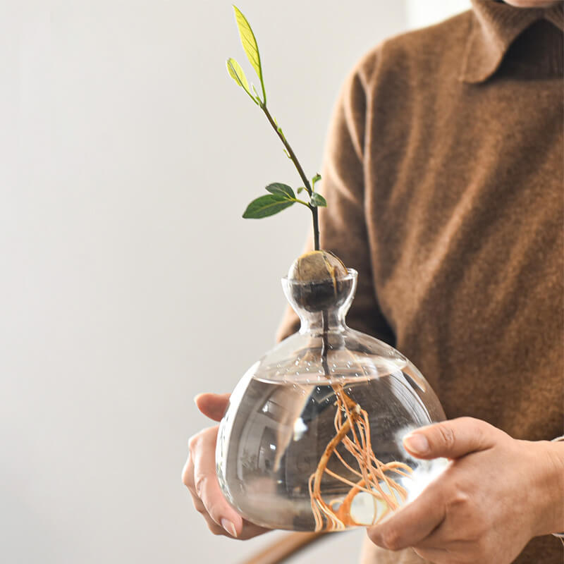 Avocado Hydroponic Vase