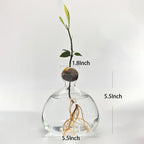 Avocado Hydroponic Vase