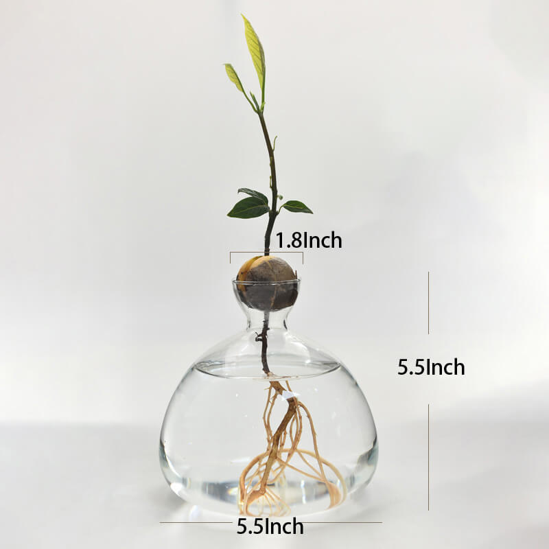 Avocado Hydroponic Vase