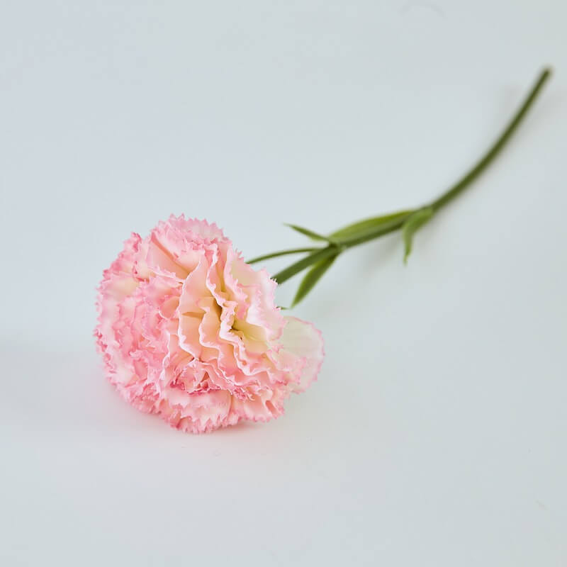 mini burgundy carnations