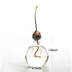 Avocado Hydroponic Vase