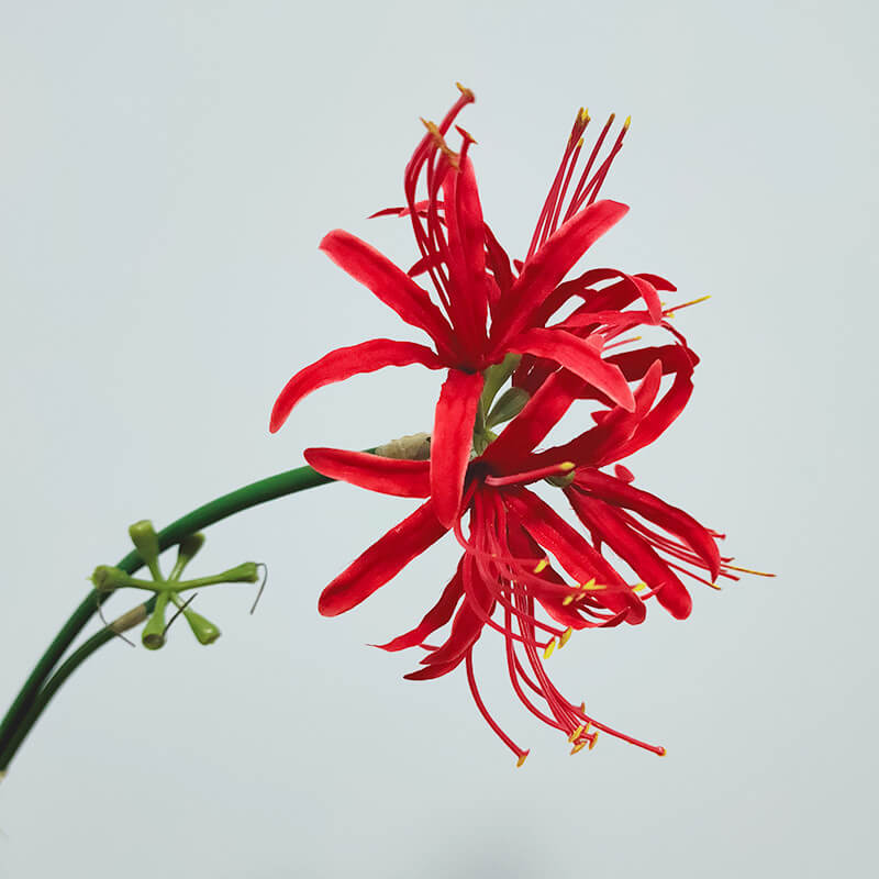 Artificial Single Stem Lycoris Radiata - 26''