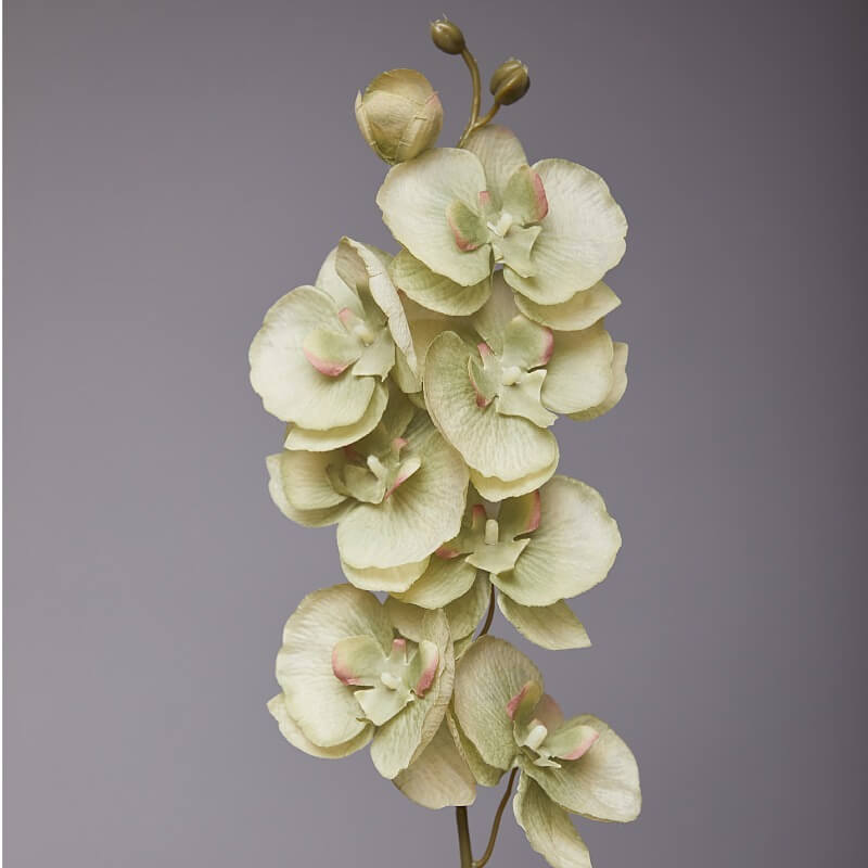 faux phalaenopsis orchid