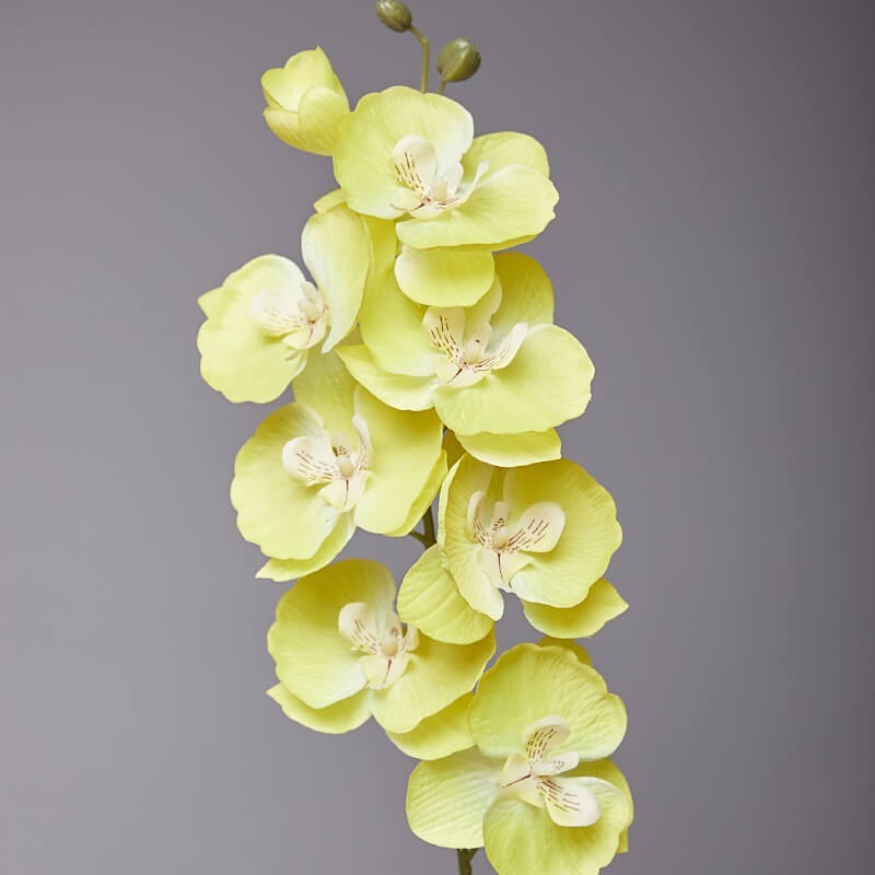 phalaenopsis artificial